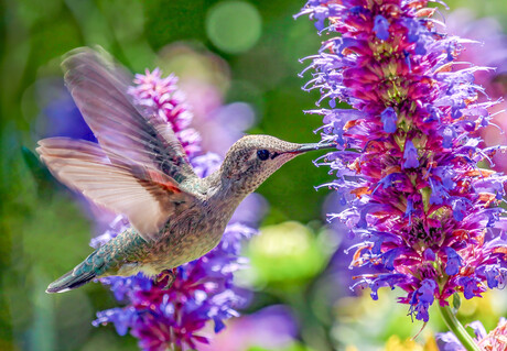 Hummingbird Heaven
