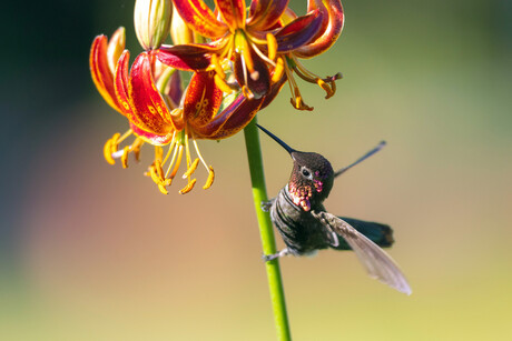 Anna's Hummingbird on Lily