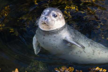 Harbor seal in Depoe Bay.
