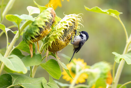 Chickadee and Sunflower