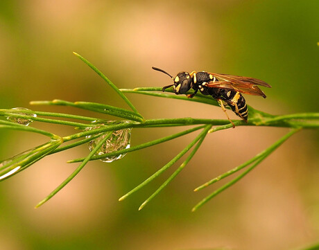 Tiny Wasp on Asparagus