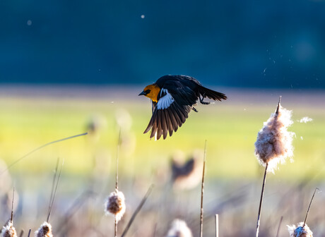 A Yellow-headed Blackbird in flight.