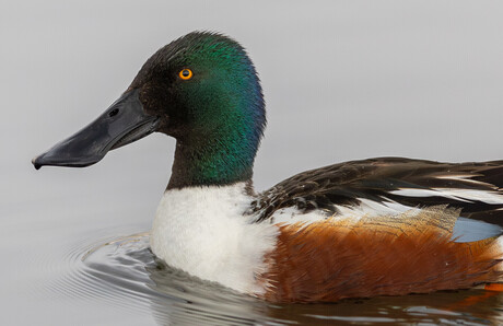 Male Northern Shoveler in all his glory!