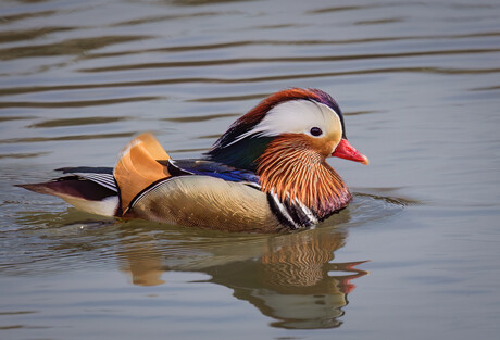Mandarin Duck
