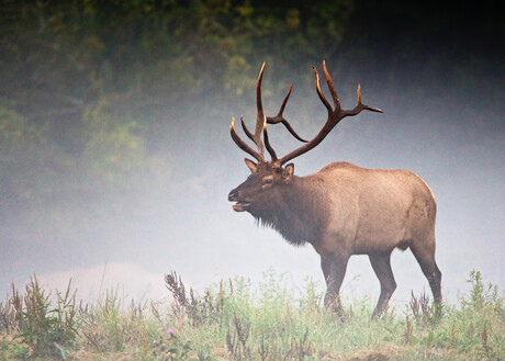 This enormous bull is part of a large resident herd of elk in North Bend.