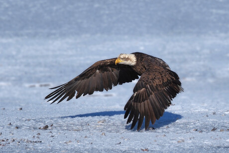 A profile shot of a third-year bald eagle perched on a branch, showing its characteristic brown and white mottled plumage.