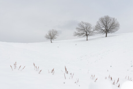 Pale Winter Pasture