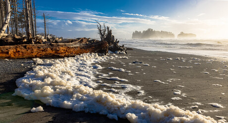 The afternoon was cold and splashed with rain. The Pacific was angry, tossing driftwood over the beach and into the forest, leaving large piles of foam wherever it chose.