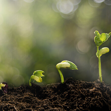 Young plant growing in the morning light and green bokeh background  , new life growth ecology concept