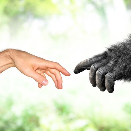 Primate evolution concept of a human hand and a fake monkey hand reaching toward each other.