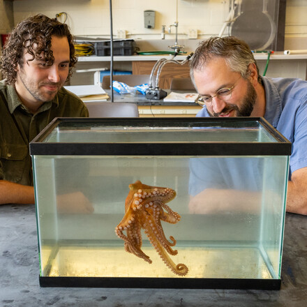 Kirt Onthank and student observe an octopus at WWU's Rosario Beach Marine Laboratory..