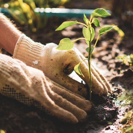 farmer hands take care and protect young little sprout plant in the soil ground