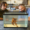 Kirt Onthank and student observe an octopus at WWU's Rosario Beach Marine Laboratory..