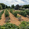 A lush green garden